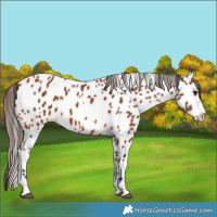Horse Color:Bay Appaloosa 