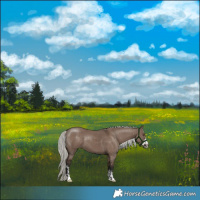 Horse Color:Liver Red Dun Mushroom Sabino