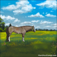 Horse Color:White Spotted Liver Red Dun Sabino Rabicano 