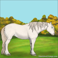 Horse Color:Perlino Dun 