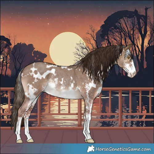 Horse Color:White Spotted Liver Red Dun Sabino Rabicano 