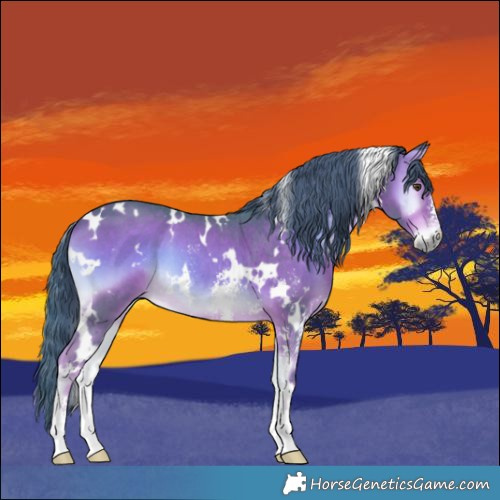 Horse Color:Watercolor White Spotted Liver Red Onyx Sabino 