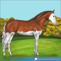 Horse Color:Silver Bay Splash 