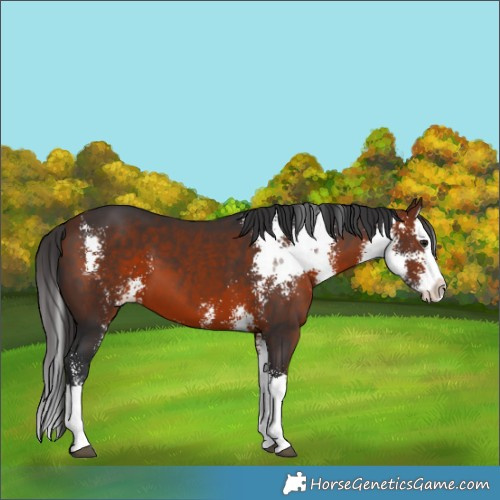 Horse Color:Brown Sabino Splash 