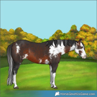 Horse Color:Brown Sabino Splash