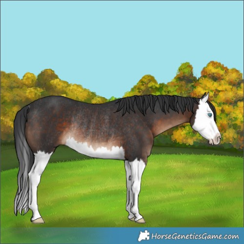 Horse Color:Brown Splash Rabicano