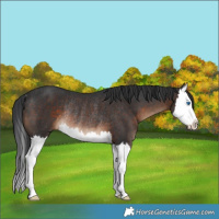 Horse Color:Brown Splash Rabicano 