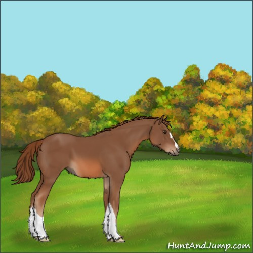Horse Color:Chestnut 