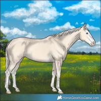 Horse Color:Cremello Splash  and Cremello 