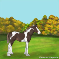 Horse Color:Liver Chestnut Splash Tobiano 
