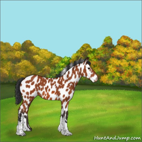 Horse Color:Bay Sabino Tobiano Appaloosa 