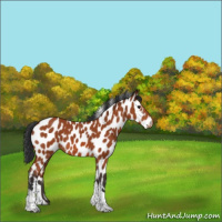 Horse Color:Bay Sabino Tobiano Leopard 