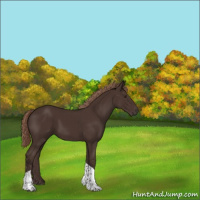 Horse Color:Liver Chestnut Tobiano 