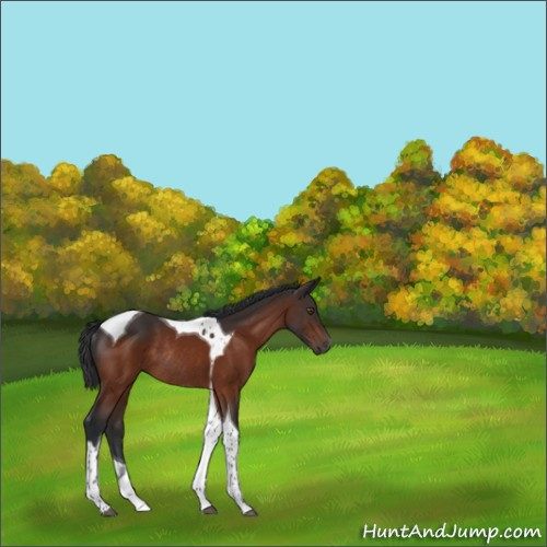 Horse Color:Bay Tobiano Rabicano 