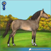 Horse Color:Buckskin Dun Tobiano 