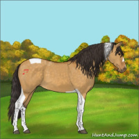 Horse Color:Buckskin Dun Tobiano 