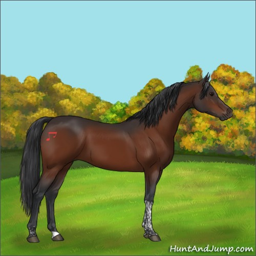 Horse Color:Bay Tobiano 