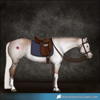 Horse Color:Gray Silver Black Pearl Tobiano