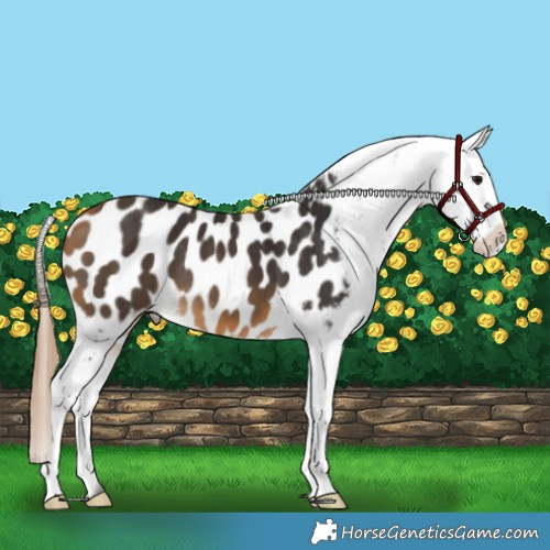 Horse Color:Buckskin Appaloosa 