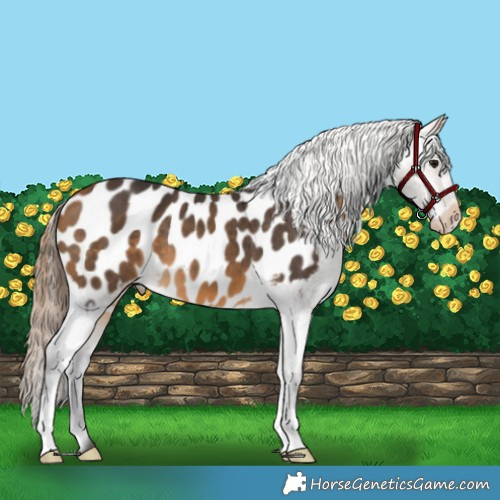 Horse Color:Buckskin Appaloosa 