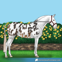 Horse Color:Buckskin Appaloosa 