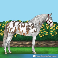 Horse Color:Buckskin Appaloosa 