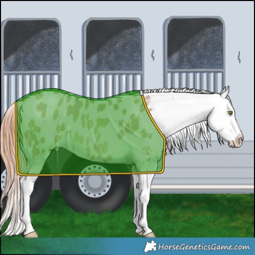Horse Color:Sable Champagne Dun Appaloosa Rabicano 