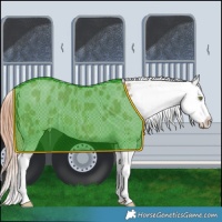Horse Color:Sable Champagne Dun Appaloosa Rabicano 