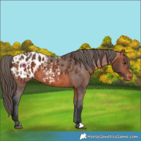 Horse Color:Bay Appaloosa  and Bay Appaloosa Rabicano 