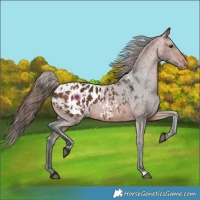 Horse Color:Bay Appaloosa  and Bay Appaloosa Rabicano 