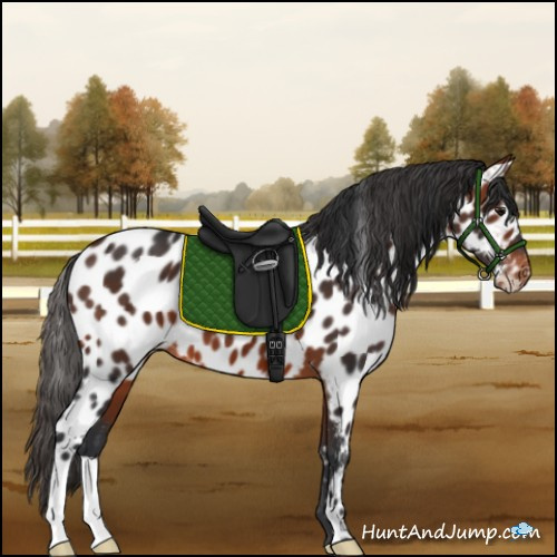 Horse Color:Bay Appaloosa 