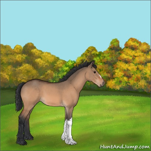 Horse Color:Unknown 