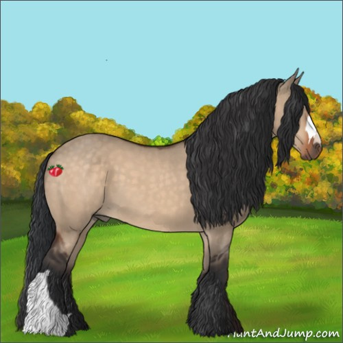 Horse Color:Bay Dun 