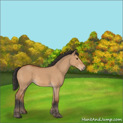 Horse Color:Bay Dun 