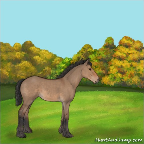 Horse Color:Bay Dun 