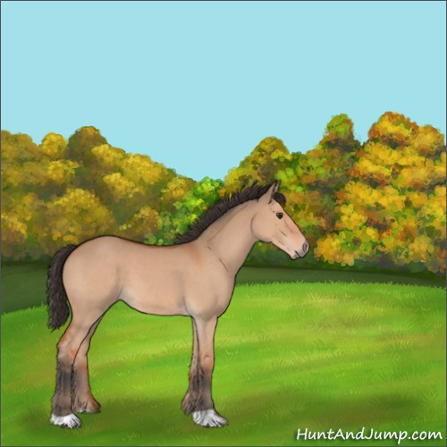 Horse Color:Bay Dun 