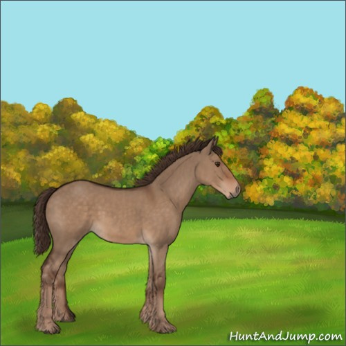 Horse Color:Liver Red Dun Rabicano 