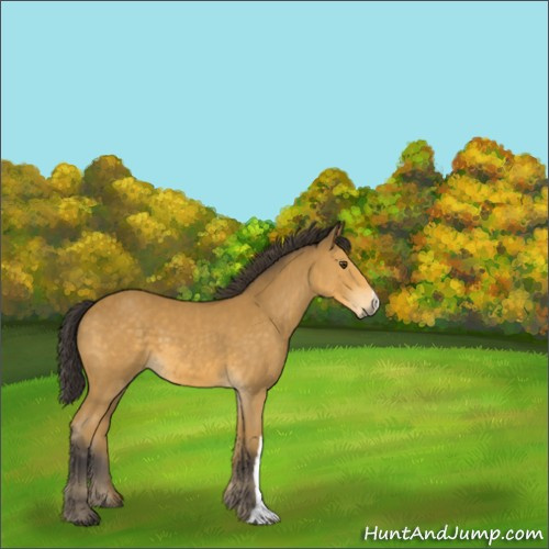 Horse Color:Buckskin 