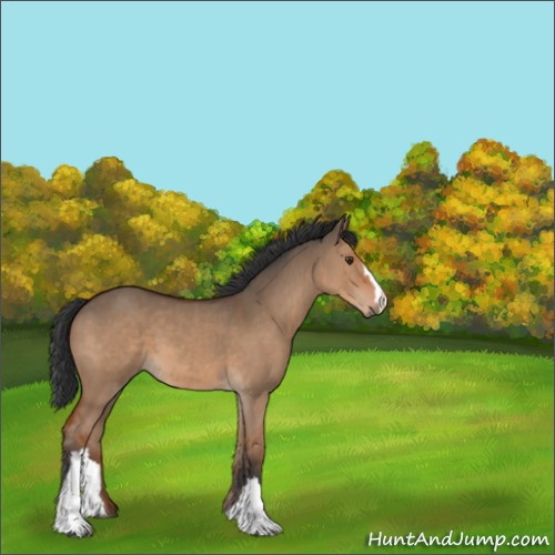 Horse Color:Bay Dun 