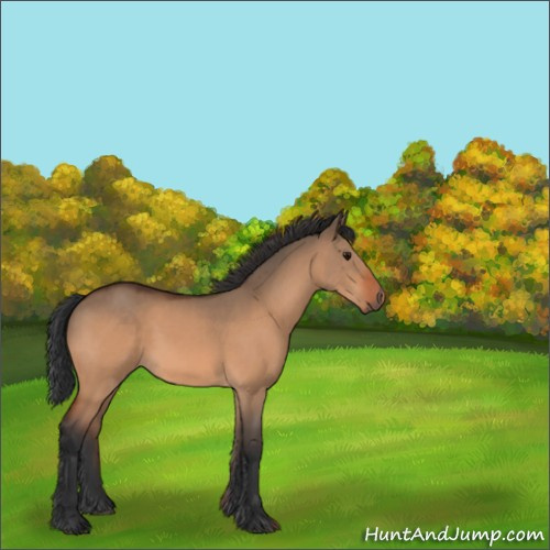 Horse Color:Bay Dun 