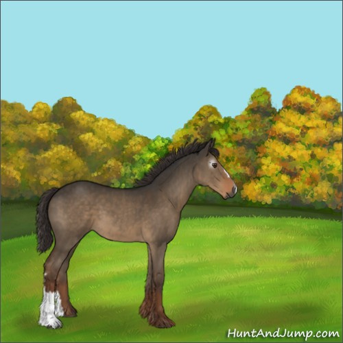 Horse Color:Gray Liver Red Dun 