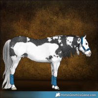 Horse Color:White Spotted Black Splash Frame Rabicano 