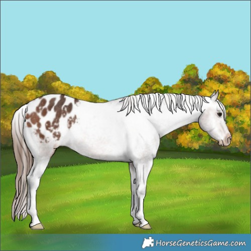 Horse Color:Bay Appaloosa Rabicano 