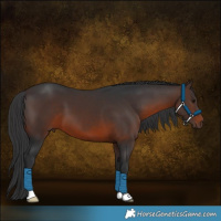 Horse Color:Brown 