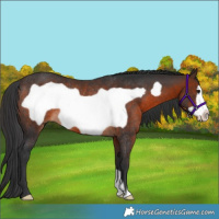 Horse Color:Brown Frame Rabicano 