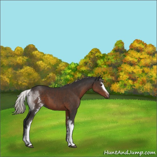 Horse Color:White Spotted Liver Chestnut Sabino 