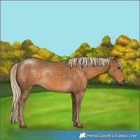 Horse Color:Chocolate Palomino Rabicano 