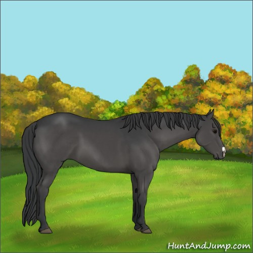 Horse Color:Black 