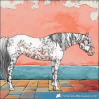 Horse Color:White Spotted Brown Appaloosa