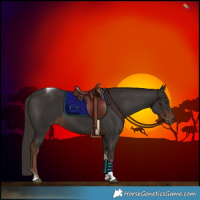 Horse Color:Liver Chestnut Sabino Tobiano 